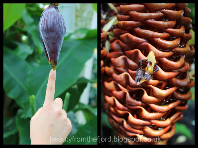 Kew Gardens - Alien plants: for those who are interested in the unusual, there's also something looking like what I would call alien plants 