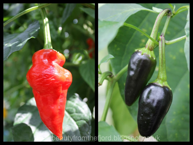 Kew Gardens - Peppers: other than fruit and flowers there's also a selection of veggies. These red and black peppers look very sweet, but might not taste that "sweet"