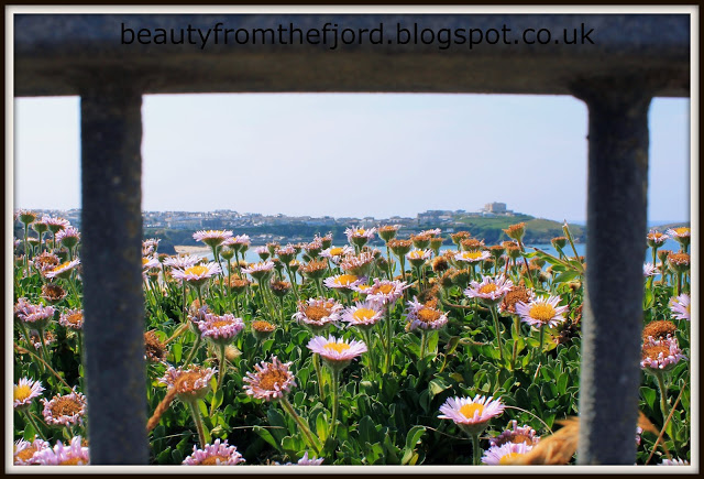 Cornwall Scenery - Newquay: Up by the hills; from the flowers point of view