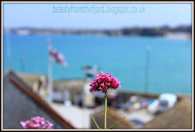 Cornwall Scenery - Newquay: That flower is definitely a cliff hanger!