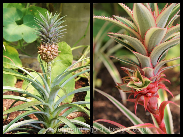 Kew Gardens - Pineapple Tree