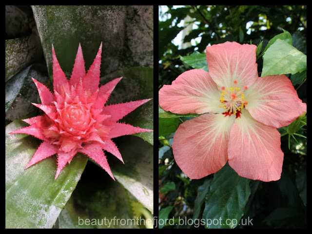 Kew Gardens -  Pink flowers: Spiky vs. round, which one do you prefer?