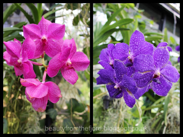 Kew Gardens - Orchids: I love orchids, I love pink and blue! Perfect combinations
