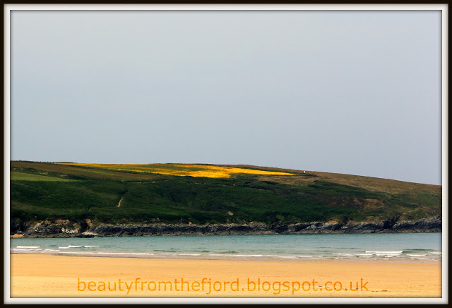 Cornwall Scenery - Crantock Beach: marigold field