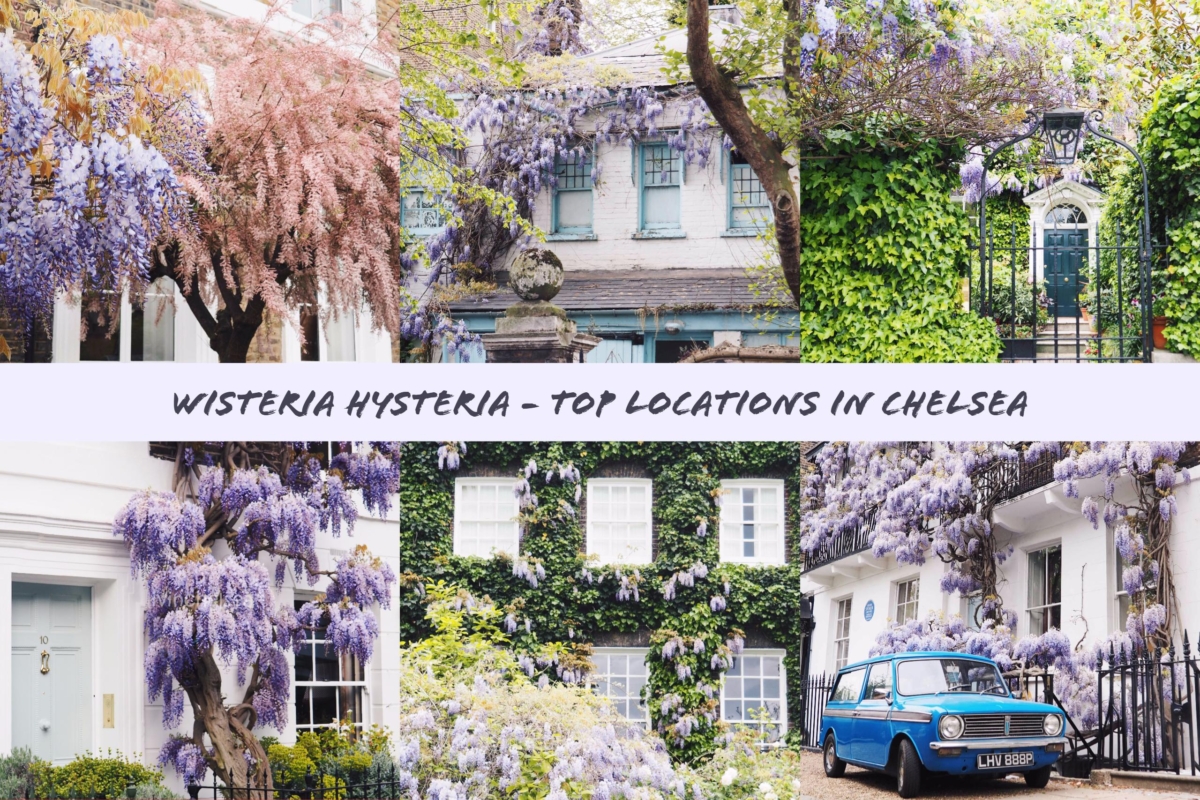 Where To Find Wisteria in London: My Top Locations In Chelsea